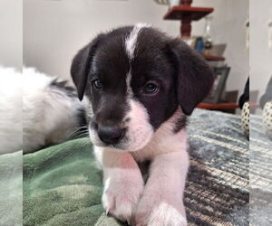 Border Collie-Unknown Mix Dogs for adoption in Wakefield, RI, USA