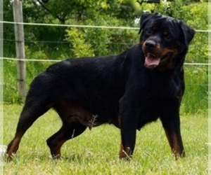 Mother of the Rottweiler puppies born on 03/22/2020