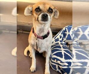 Chihuahua-Unknown Mix Dogs for adoption in Santa Maria, CA, USA