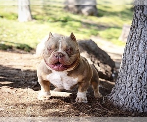 Father of the American Bully puppies born on 05/17/2021