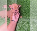 Small Photo #5 American Bully Puppy For Sale in ROGERS PARK, IL, USA