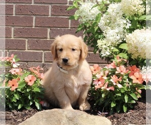 Golden Retriever Puppy for sale in APPLE CREEK, OH, USA