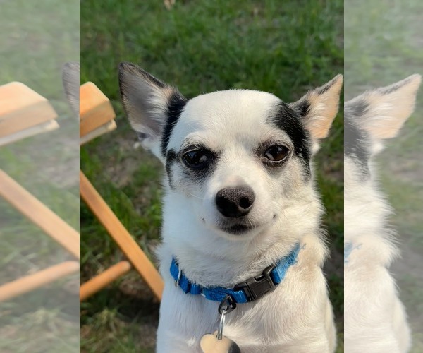 Medium Photo #2 Jack Chi Puppy For Sale in Oakhurst, NJ, USA