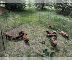 Small Photo #10 Rhodesian Ridgeback Puppy For Sale in DIVIDE, CO, USA