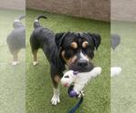 Small #1 Mastiff