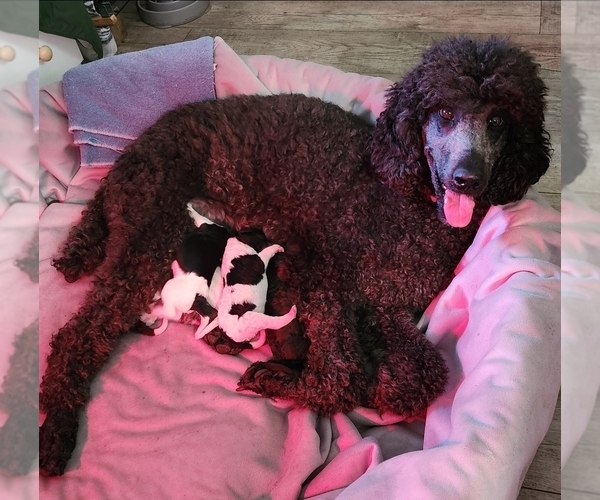 Medium Photo #1 Poodle (Standard) Puppy For Sale in CLAYTON, WA, USA