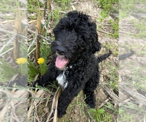 Goldendoodle Puppy for Sale in LUCK, Wisconsin USA