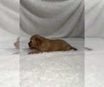 Small Photo #12 Cavapoo mix (+ Poodle Miniature) Puppy For Sale in MUNFORDVILLE, KY, USA