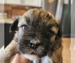 Puppy Puppy 2 Havanese