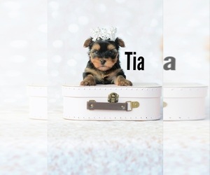 Yorkshire Terrier Puppy for sale in VANCOUVER, WA, USA