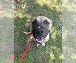 Small #1 Black Mouth Cur-Labrador Retriever Mix