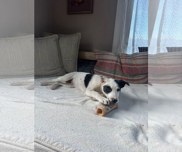 Medium Photo #4 Rat Terrier-Unknown Mix Puppy For Sale in Fort Collins, CO, USA