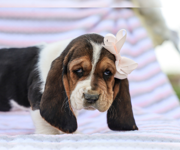 Medium Photo #5 Basset Hound Puppy For Sale in LIBERTY, KY, USA