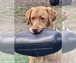 Small Photo #4 Labrador Retriever Puppy For Sale in Millsboro, DE, USA