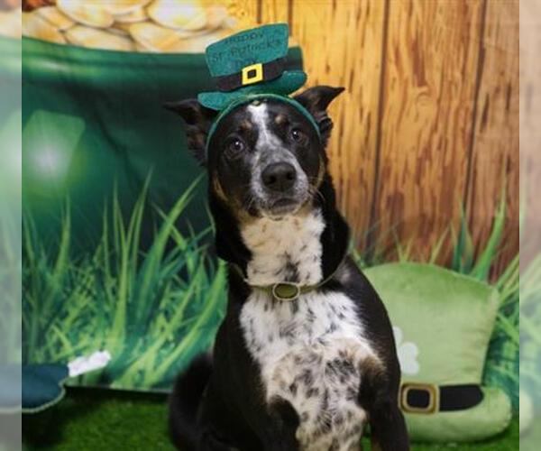 Medium Photo #1 Texas Heeler-Unknown Mix Puppy For Sale in Placerville, CA, USA