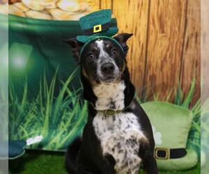 Texas Heeler-Unknown Mix Dogs for adoption in Placerville, CA, USA