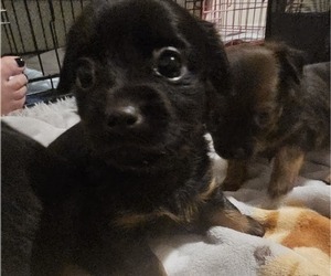 Medium Chihuahua-Chiweenie Mix