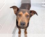 Small #1 German Shepherd Dog Mix