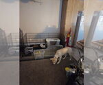 Small #2 American Staffordshire Terrier-Huskies  Mix