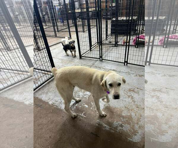 Medium Photo #11 Labrador Retriever-Unknown Mix Puppy For Sale in Minneapolis, MN, USA