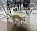 Small #10 Labrador Retriever Mix