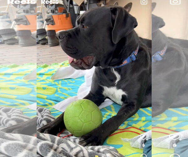 Medium Photo #13 Mastiff Puppy For Sale in Goodyear, AZ, USA