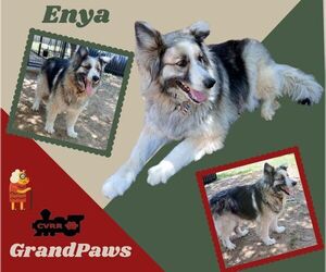 Alaskan Malamute-Unknown Mix Dogs for adoption in Lindsay, CA, USA