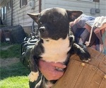 Small #2 French Bullhuahua