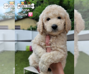 Goldendoodle Puppy for sale in ROCKLEDGE, FL, USA