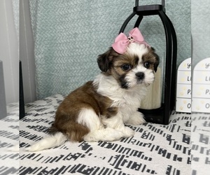 Shih Tzu Puppy for sale in FRANKLIN, IN, USA