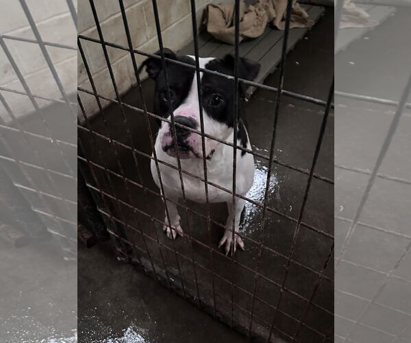 Medium Photo #1 American Staffordshire Terrier-Unknown Mix Puppy For Sale in Jackson, MS, USA