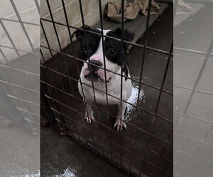 American Staffordshire Terrier-Unknown Mix Dogs for adoption in Jackson, MS, USA