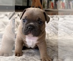 Small Photo #4 French Bulldog Puppy For Sale in WOODLAND, CA, USA