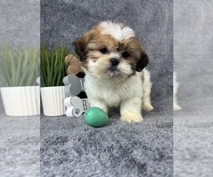 Shih Tzu Puppy for sale in INDIANAPOLIS, IN, USA