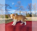 Small Photo #2 Collie Puppy For Sale in CENTERTOWN, TN, USA