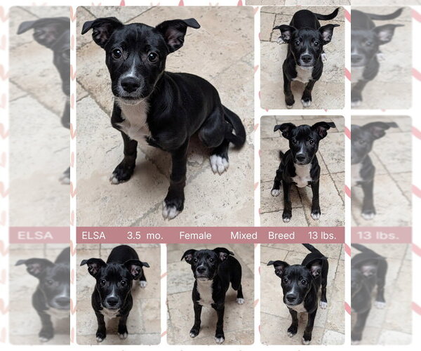 Medium Photo #6 Mutt Puppy For Sale in Mesa, AZ, USA