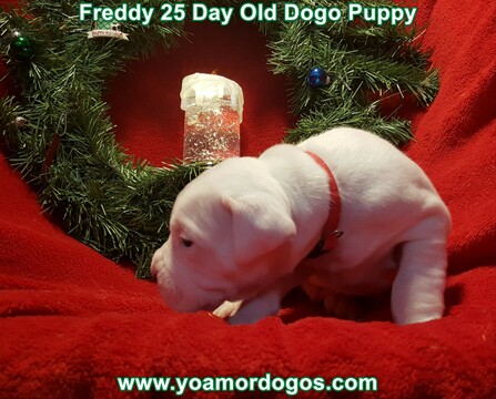 Medium Photo #84 Dogo Argentino Puppy For Sale in JANE, MO, USA