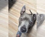 Small #3 Mutt