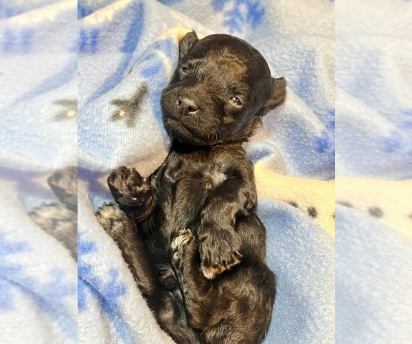 Medium Photo #1 YorkiePoo Puppy For Sale in Lexington, NC, USA