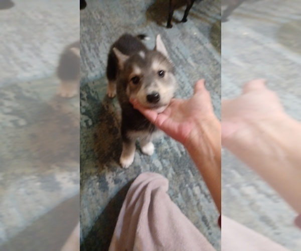 Medium Photo #8 Gerberian Shepsky Puppy For Sale in EDMORE, MI, USA