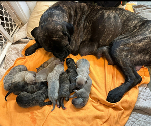 Cane Corso Litter for sale in STUART, IA, USA