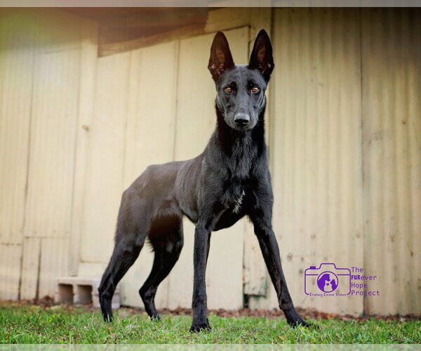 Medium Photo #6 Mutt Puppy For Sale in Imlay City, MI, USA