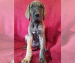 Small Photo #17 Great Dane Puppy For Sale in MURRAY, KY, USA