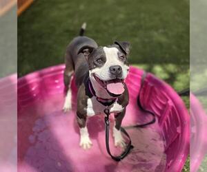 Mutt Dogs for adoption in Las Vegas, NV, USA