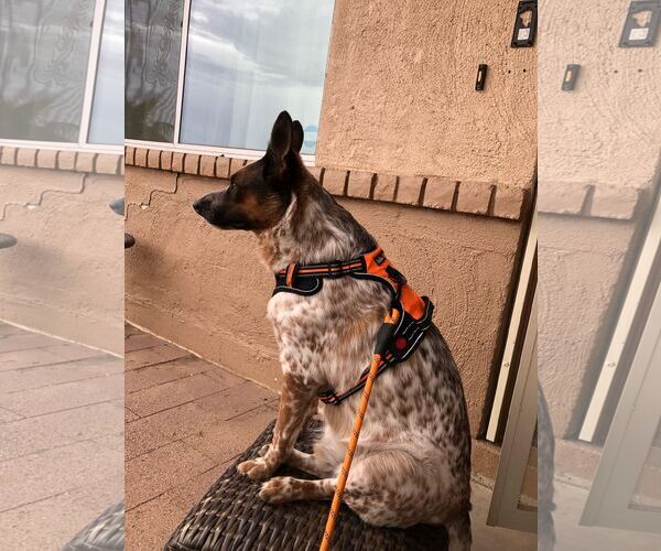Medium Photo #6 Red Heeler-Unknown Mix Puppy For Sale in Chandler, AZ, USA