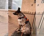 Small #5 Red Heeler Mix