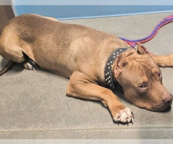 Medium Photo #1 Mutt Puppy For Sale in Houston, TX, USA