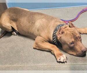 Mutt Dogs for adoption in Houston, TX, USA