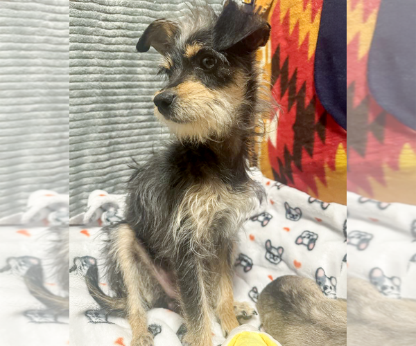 Medium Photo #6 Mutt Puppy For Sale in Corona, CA, USA