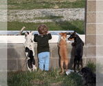 Small #4 Mutt